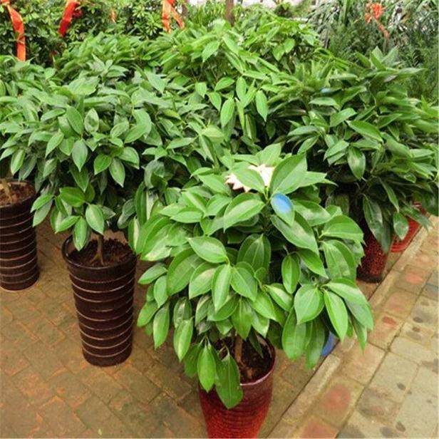 平安树盆栽换盆后的3个注意事项