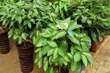 平安树盆栽换盆后的3个注意事项 图片