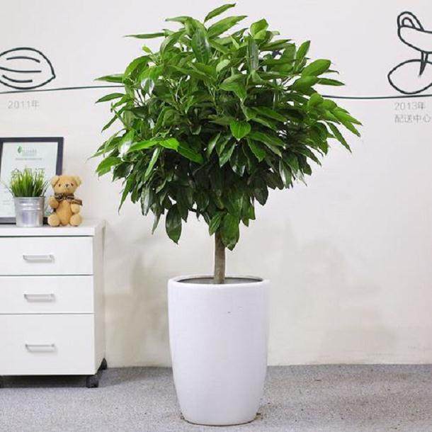 平安树盆栽换盆的4个步骤