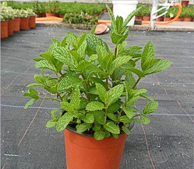 薄荷盆栽换盆的时候要多浇水
