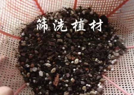 盆栽兰花换盆方法/操作步骤图文教程4