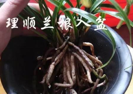 盆栽兰花换盆方法/操作步骤图文教程9
