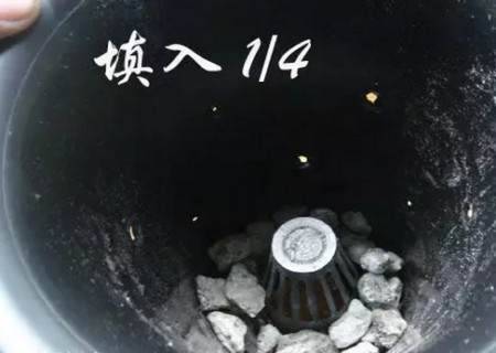 盆栽兰花换盆方法/操作步骤图文教程8