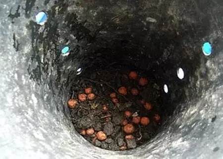 月季怎么换盆的方法2