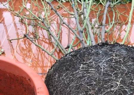 月季怎么换盆的方法3