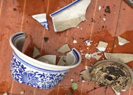 月季怎么换盆的方法4