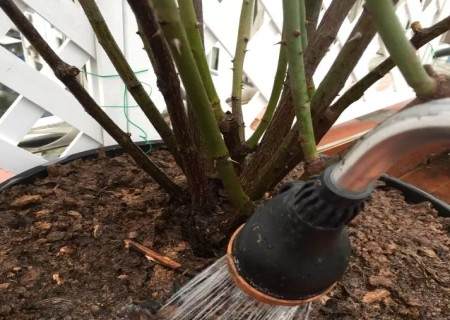 月季怎么换盆的方法9