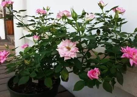 月季怎么换盆的方法1