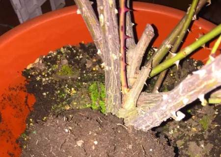 月季怎么换盆的方法10