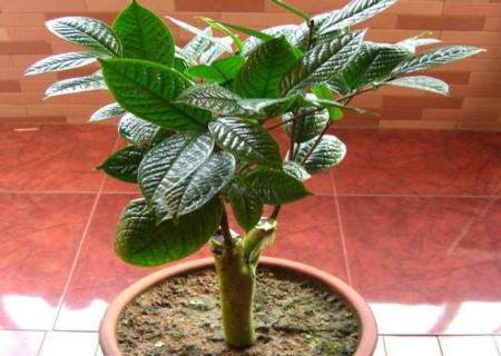 茶花换盆洗根技术3