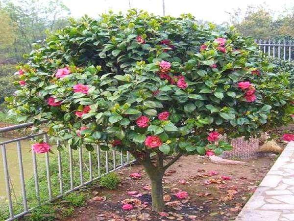 茶花换盆的6个步骤