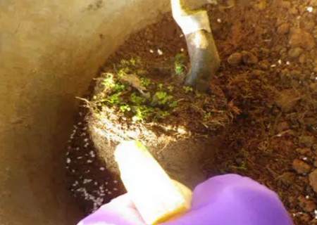 盆栽茶花怎么换盆3