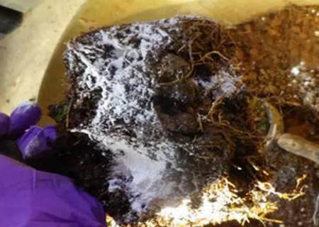 盆栽茶花怎么换盆4