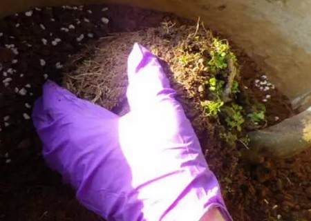 盆栽茶花怎么换盆2