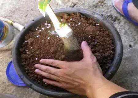盆栽茶花怎么换盆6