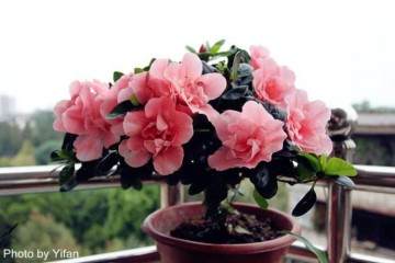 盆栽杜鹃花换盆的4个方法 图片