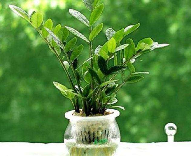 怎么给金钱树盆景换盆?