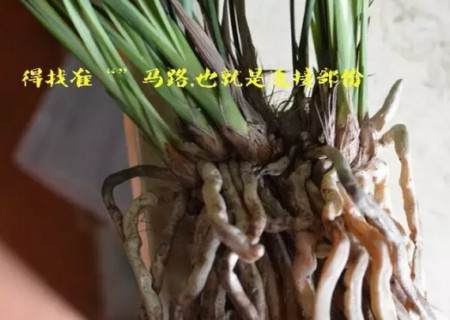 兰花换盆过程1