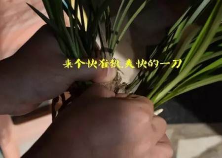兰花换盆过程2