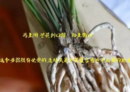 兰花换盆过程3
