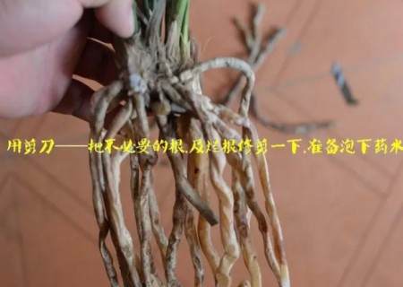 兰花换盆过程4