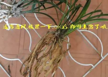 兰花换盆过程6