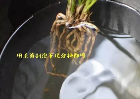 兰花换盆过程5