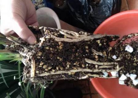 兰花怎么换盆