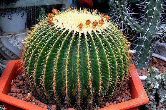 仙人球多肉什么时候换盆 图片