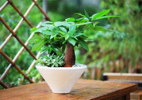 发财树盆栽的换盆方法及4个注意事项