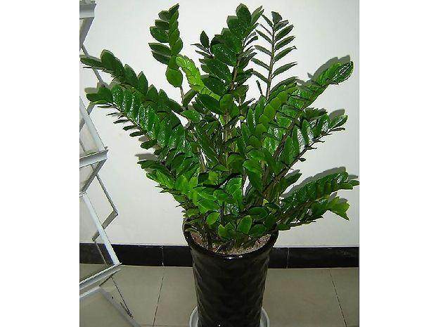 金钱树盆栽换盆的4个注意以下事项