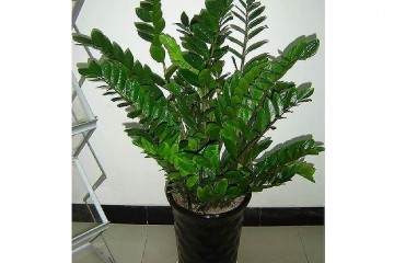 金钱树盆栽换盆的4个注意以下事项 图片