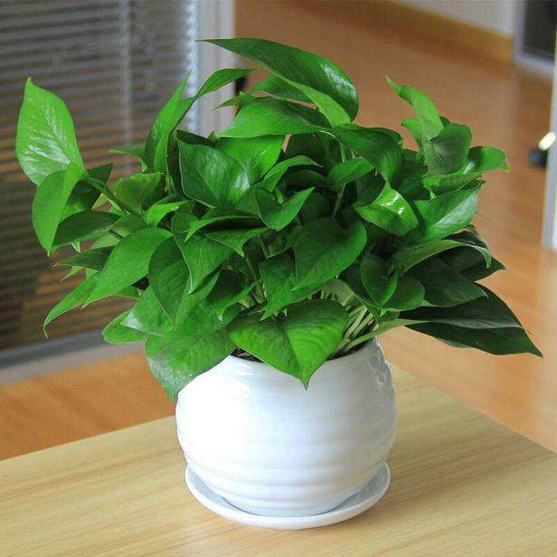 绿萝盆栽换盆的4个操作步骤