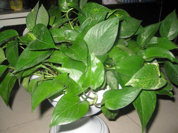 为大家介绍绿萝换盆换土方法和6个注意事项