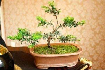 红豆杉盆景换盆时有哪3个注意事项