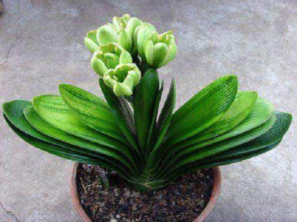 不要轻易给君子兰换土换盆