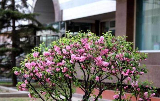 盆栽榆叶梅怎么换盆?