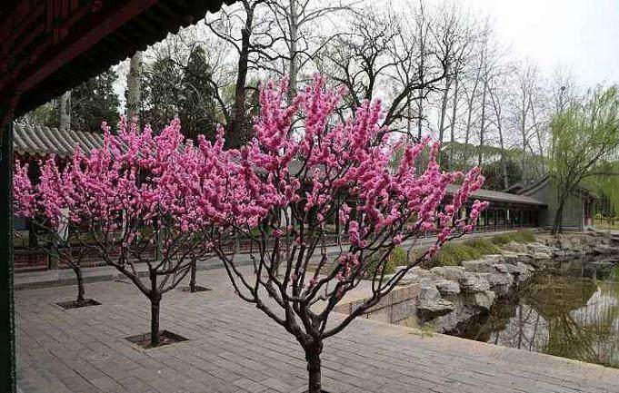 盆栽植物的换盆时间及方法