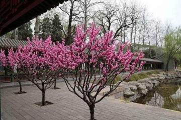 盆栽植物的换盆时间及方法 图片