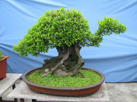 如何避免盆景换盆时的4个风险？