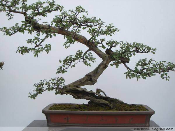 春季花卉盆景的换盆方法