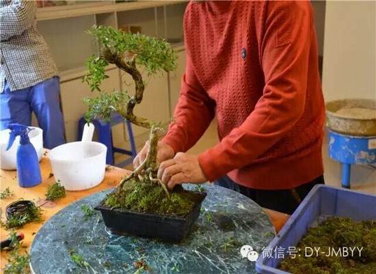 小品盆景换盆、上盆、制作步骤2