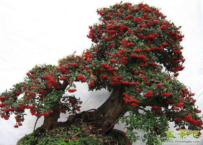 火棘盆景换盆技术的3个要点