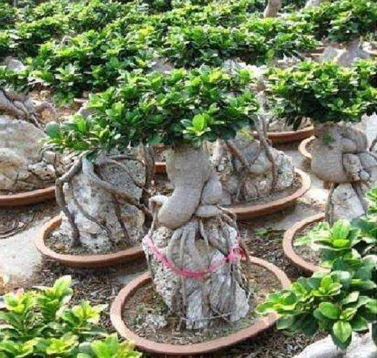 怎样给人参榕盆景换盆?