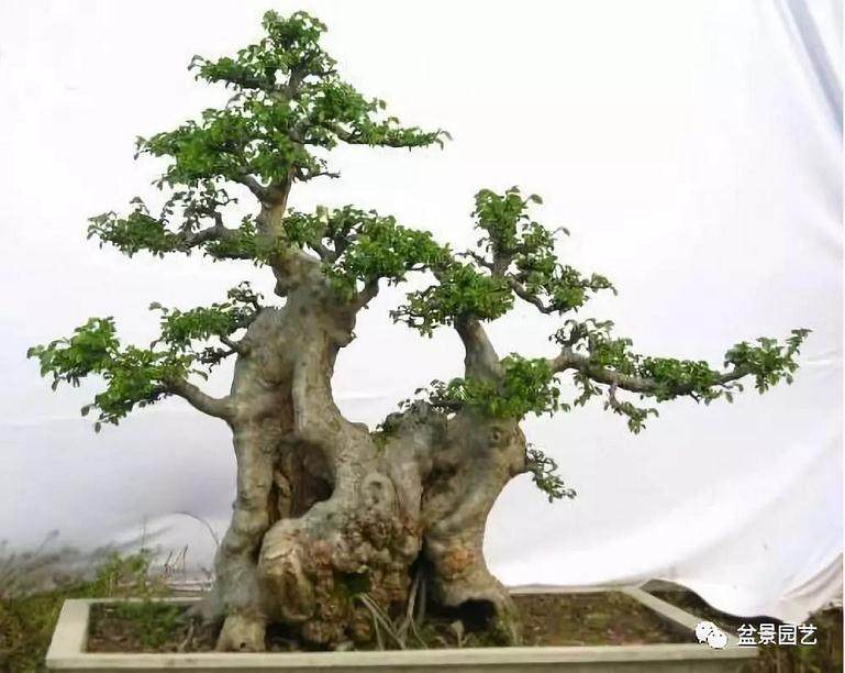 榆树树桩盆景的光照与修枝