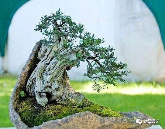 盆景的选材与蟠扎