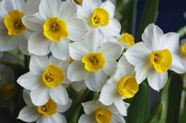 为什么水仙花更适合养成盆景家庭绿植?