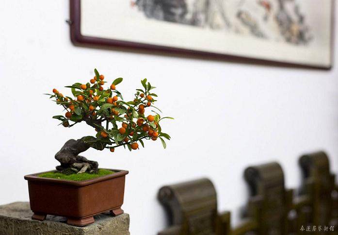 金豆盆景挖桩时要注意保留根系