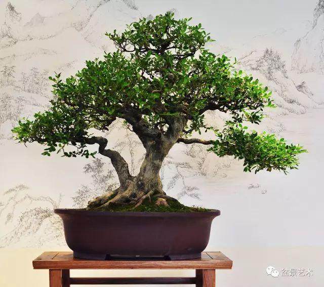 扬派的盆景制作一般分为以下的5点