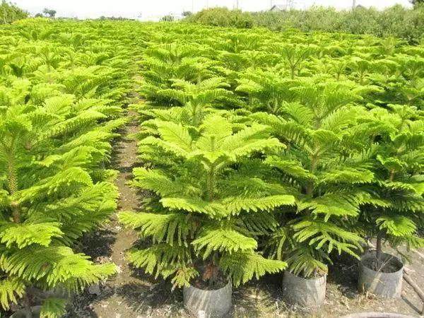 南洋杉盆景怎么养?南洋杉养殖方法